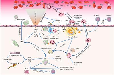 Therapeutic Potential of Mesenchymal Stromal Cell-Derived Extracellular Vesicles in the Prevention of Organ Injuries Induced by Traumatic Hemorrhagic Shock